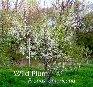 PrunusAmericana.jpg
